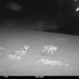 Spotted Hyena  Trail Camera Zimbabwe