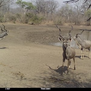 Kudu Trail Camera Zimbabwe