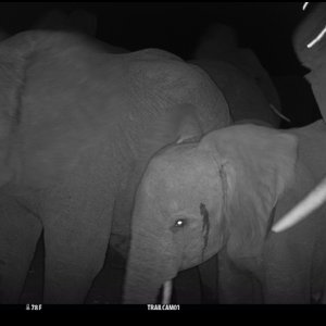 Elephant Trail Camera Zimbabwe