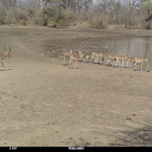 Impala Trail Camera Zimbabwe