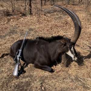 Sable Hunting  Zimbabwe