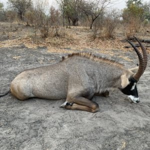 Roan Hunting  Zimbabwe