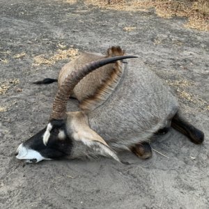 Roan Hunting  Zimbabwe