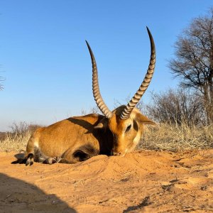 Lechwe Hunt Kalahari South Africa