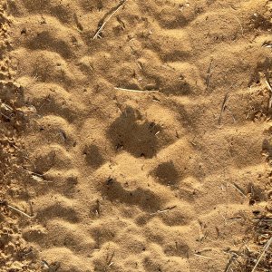 Lion Track Kalahari South Africa