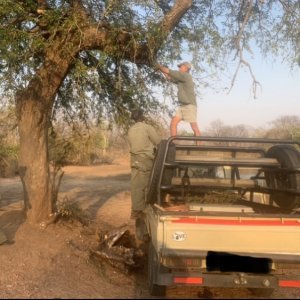 Baiting Hyena Zimbabwe