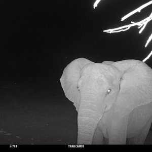 Elephant Trail Camera Zimbabwe