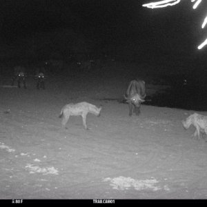 Spotted Hyena & Buffalo Trail Camera Zimbabwe