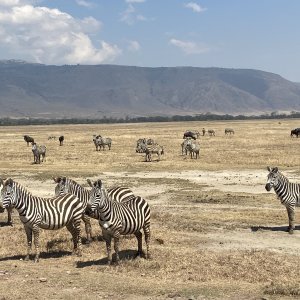 Zebra Ngorongoro Crater North Tanzania