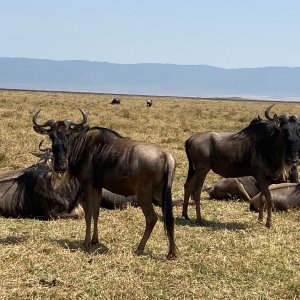 Blue Wildebeest Ngorongoro Crater North Tanzania