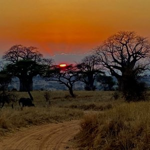 Baobab Sunset Tarangire National Park Tanzania