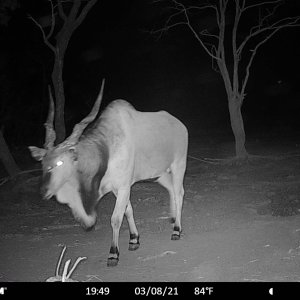 Lord Derby Eland Trail Camera in Central African Republic