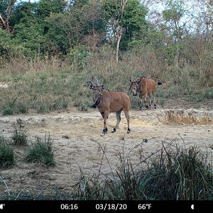 Lord Derby Eland Trail Camera in Central African Republic