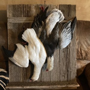 Snow Geese Full Mount Taxidermy