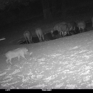 Warthog Trail Camera Zimbabwe
