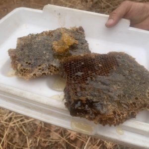 Collecting Honey Zimbabwe