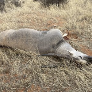 Eland Hunt Namibia