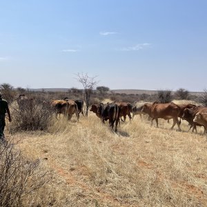 Cattle Namibia