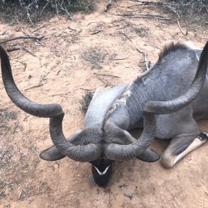 Kudu Hunt Karoo South Africa