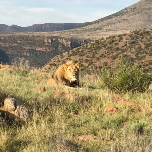 Lion Karoo South Africa