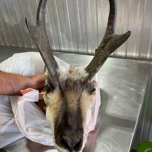 Pronghorn Hunting