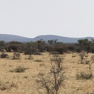 Wildlife Namibia.