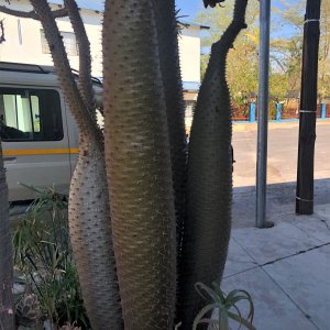 Half-Man Half-Plant Namibia