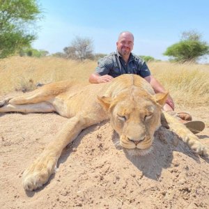 Kalahari Lioness Hunt