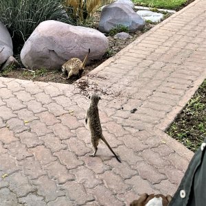 Meerkat Namibia