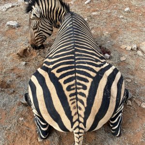 Hartmann's Zebra Hunt Namibia