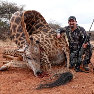 Giraffe Hunt Limpopo South Africa