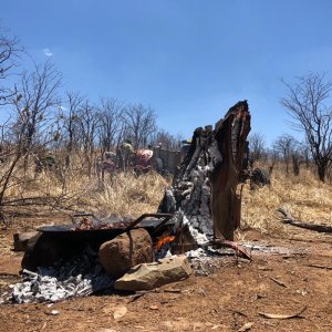 Elephant Meat Zimbabwe