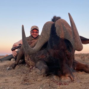 Black Wildebeest Hunt South Africa