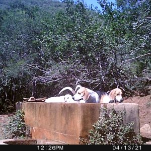 Hunting Hounds Trail Camera South Africa
