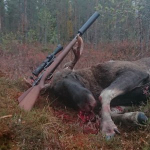 Moose Hunt Lapland
