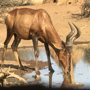 Red Hartebeest South Africa