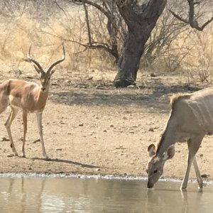 Impala & Kudu South Africa