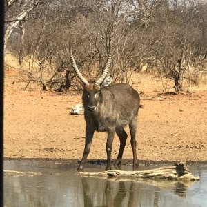 Waterbuck South Africa