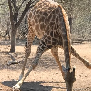 Giraffe South Africa