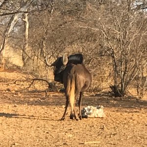 Black Wildebeest South Africa
