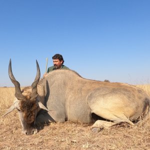 Eland Hunting South Africa