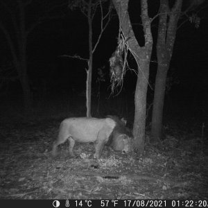 Lion Trail Camera Tanzania