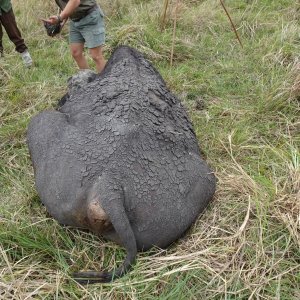 Buffalo Hunt Tanzania