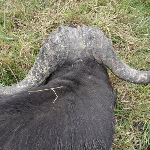 Buffalo Hunt Tanzania