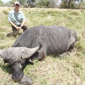 Buffalo Hunt Tanzania