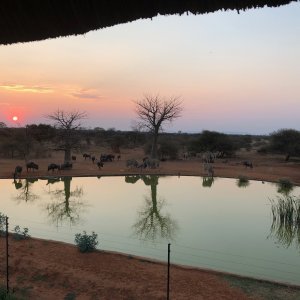 Blue Wildebeest & Eland Waterhole South Africa