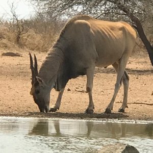 Eland South Africa