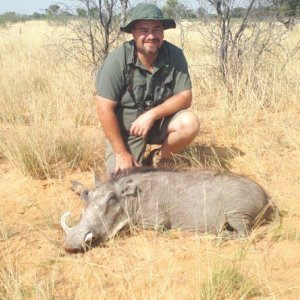 Warthog Hunting Kalahari South Africa