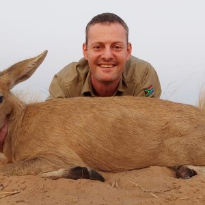 Grey Duiker Hunting Kalahari South Africa