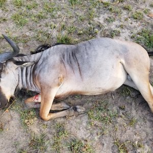 Nyassa Wildebeest Hunt Tanzania